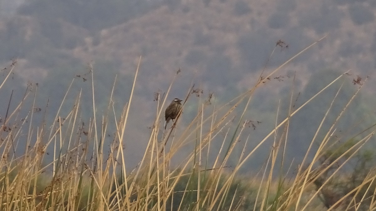 Yellow-winged Blackbird - ML617672853