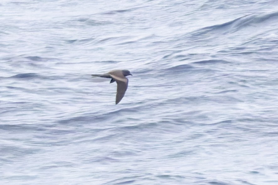 Tristram's Storm-Petrel - Bradley Hacker 🦜