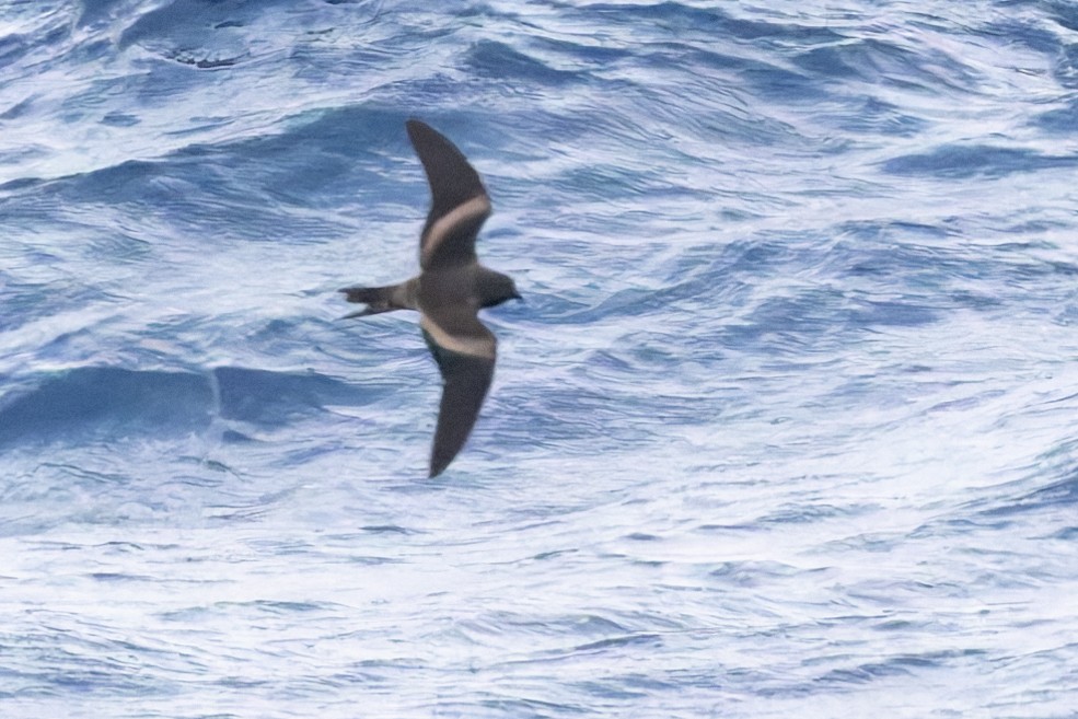 Tristram's Storm-Petrel - ML617672863