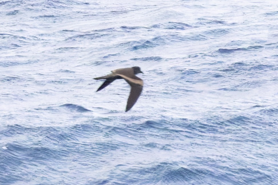 Tristram's Storm-Petrel - ML617672864