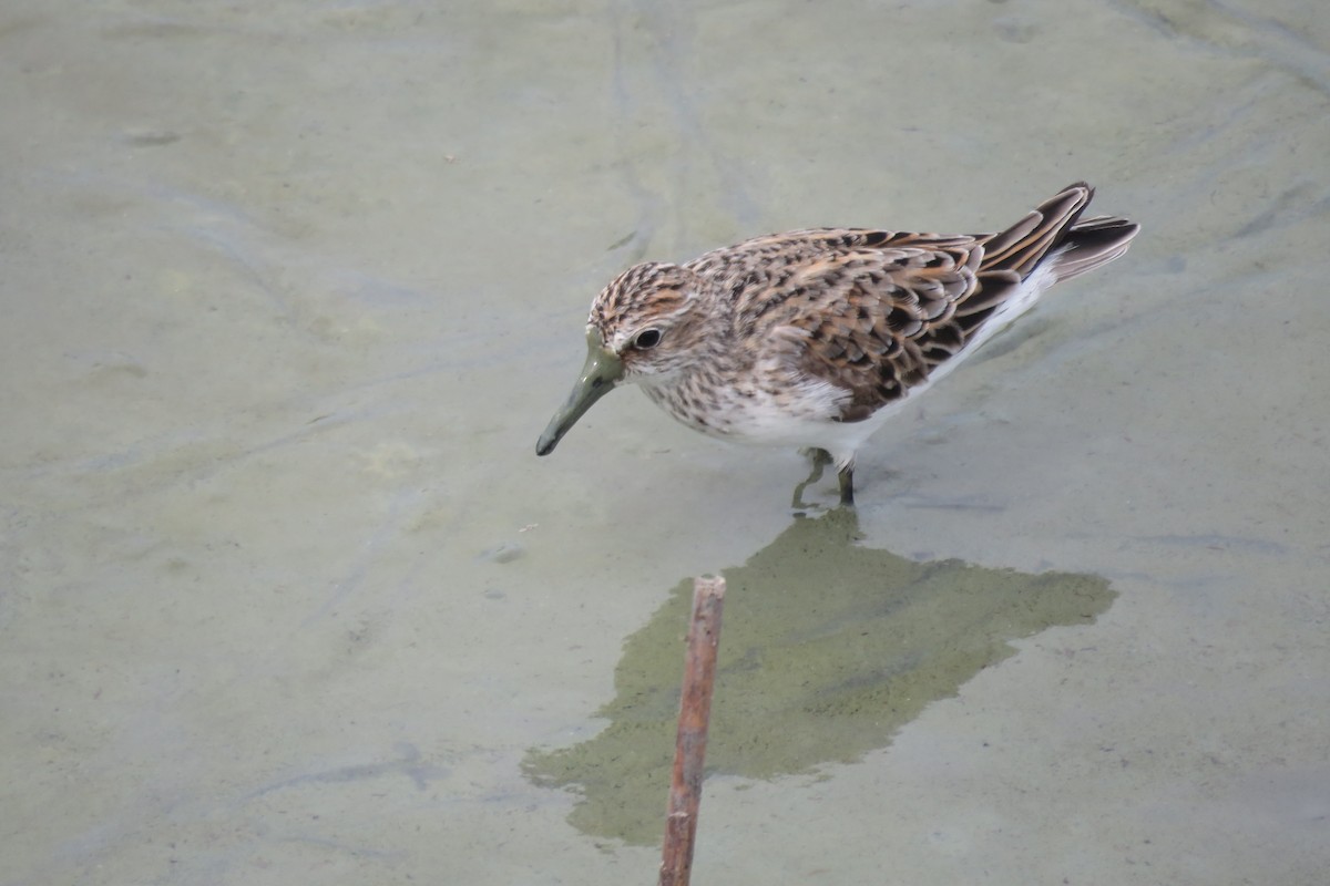 Semipalmated Sandpiper - Mel Cooksey