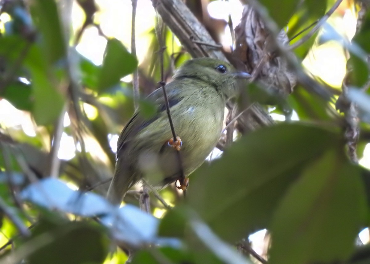 White-bearded Manakin - ML617672876