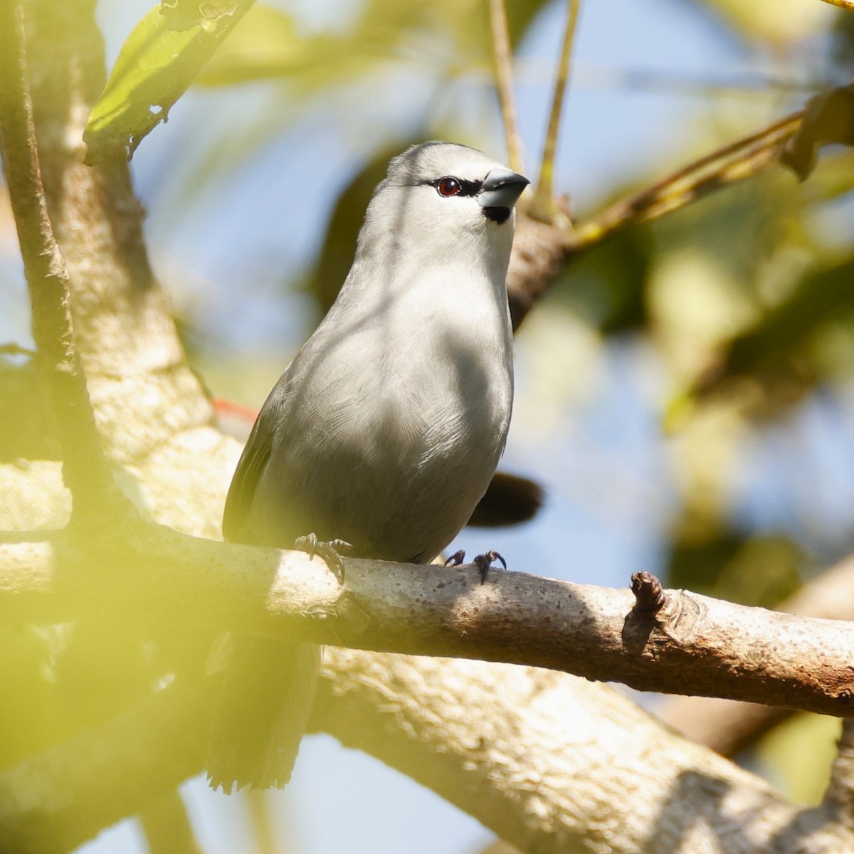 Black-tailed Waxbill - ML617672907