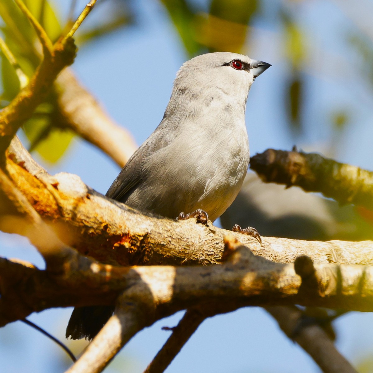 Black-tailed Waxbill - ML617672908