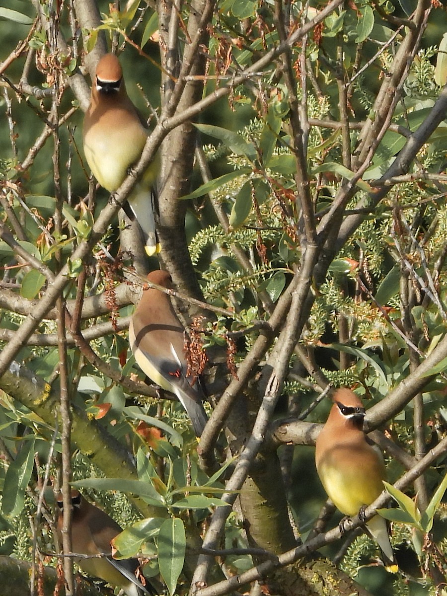 Cedar Waxwing - ML617672991