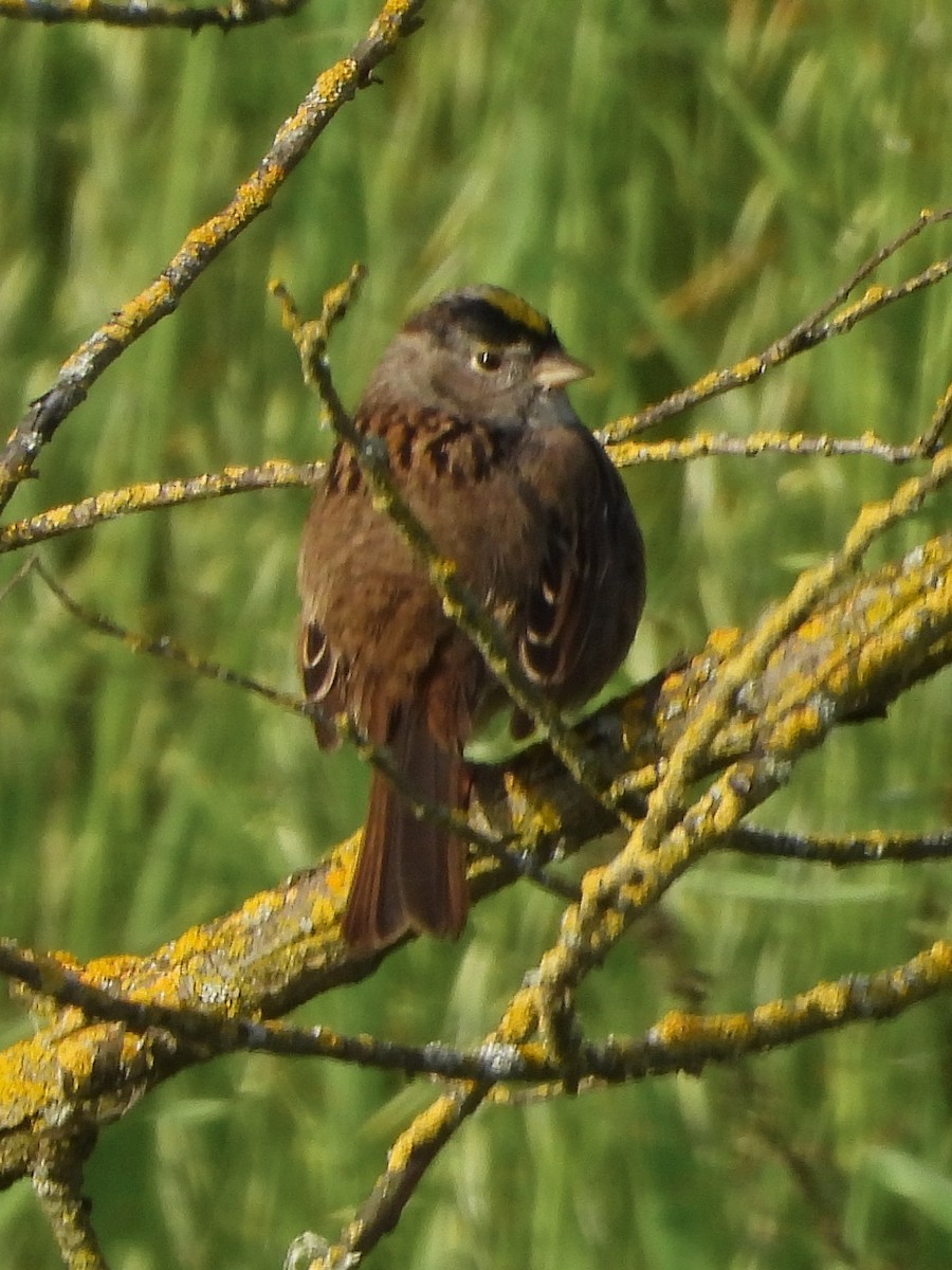 Bruant à couronne dorée - ML617673007