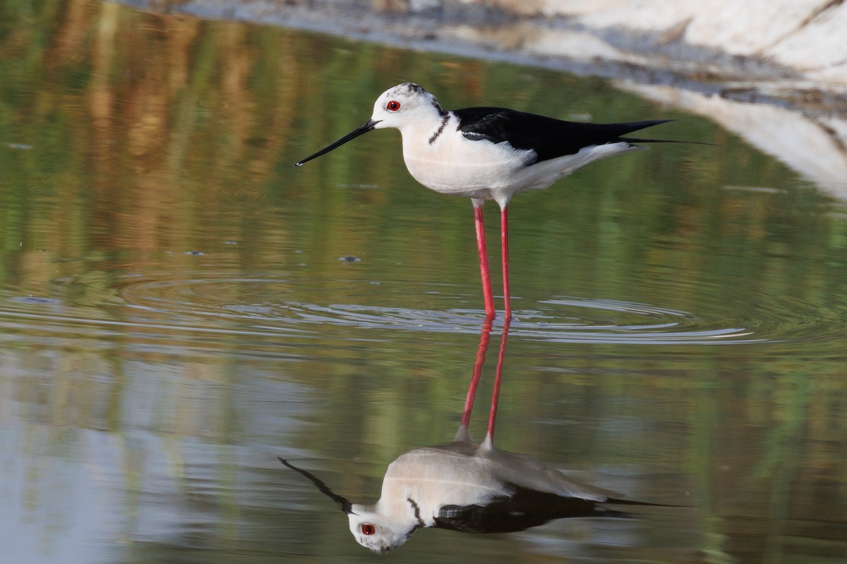 Black-winged Stilt - Antonio Xeira