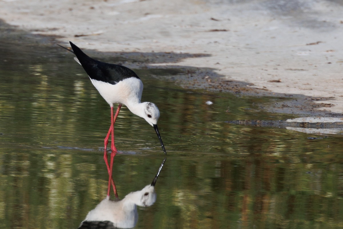 Black-winged Stilt - Antonio Xeira