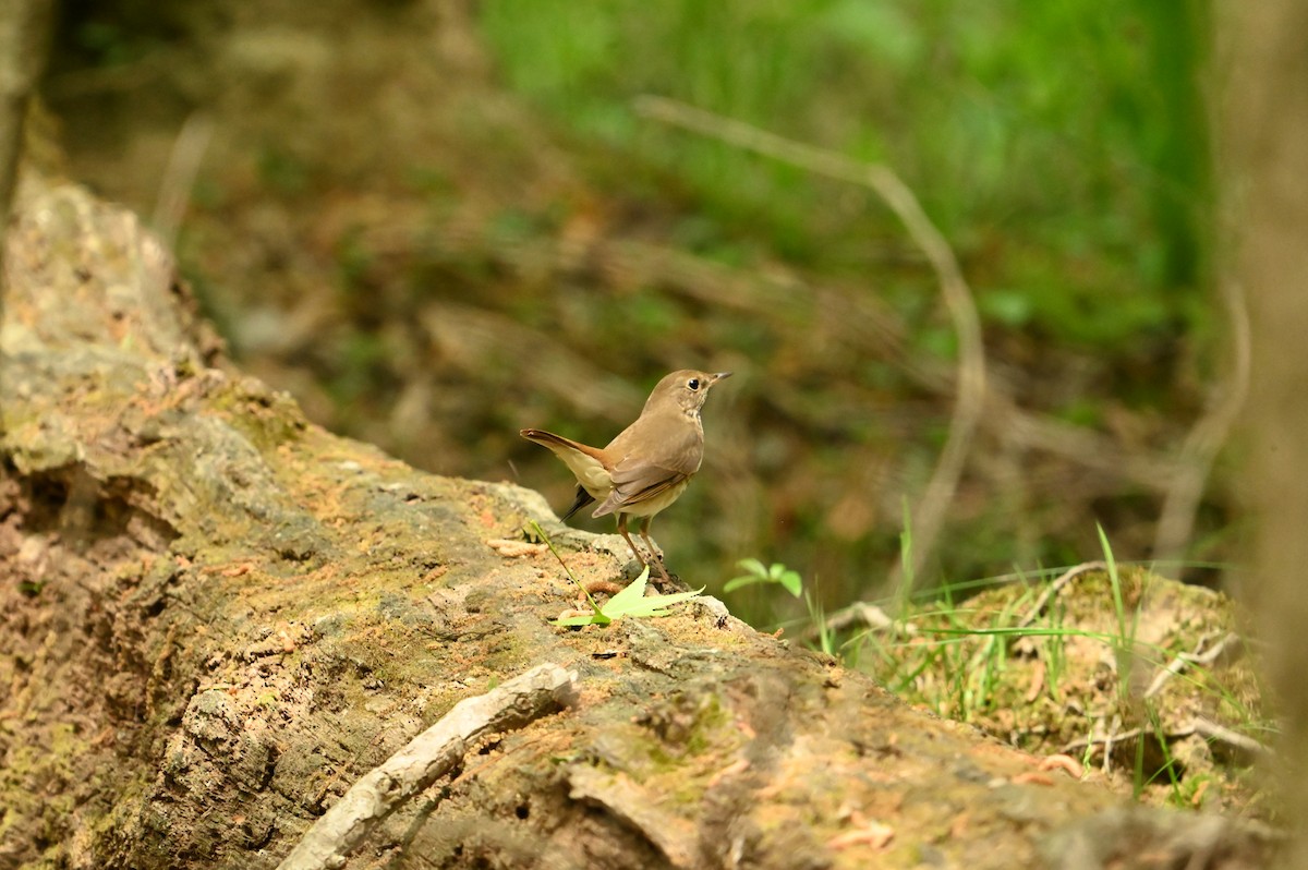 Hermit Thrush - William Woody