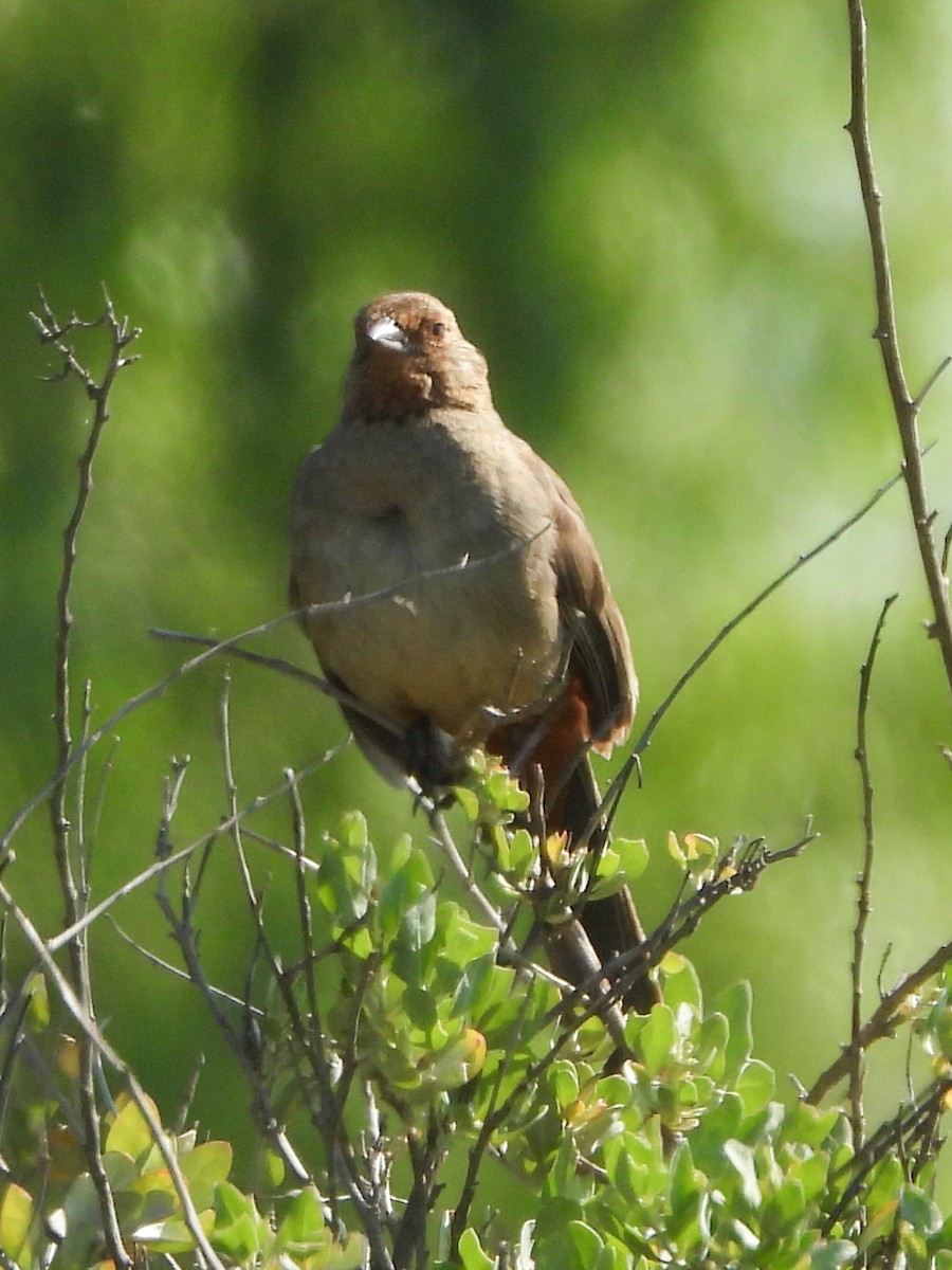 California Towhee - ML617673026