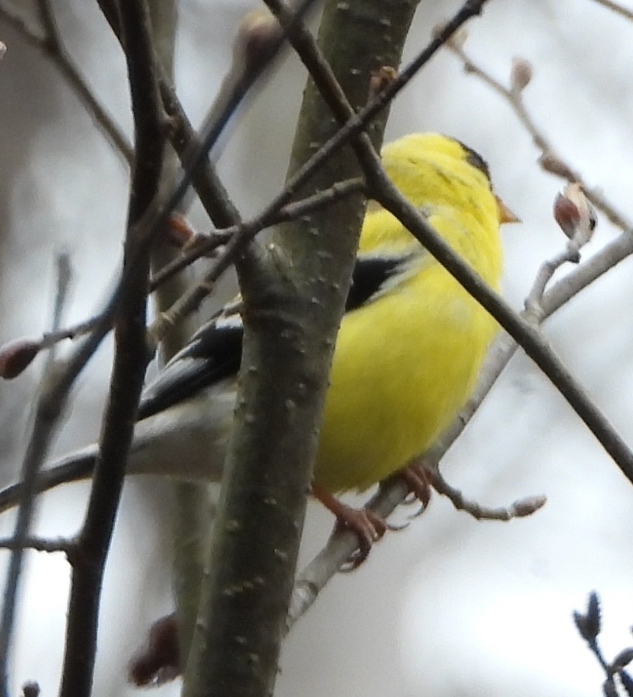 American Goldfinch - alan murray