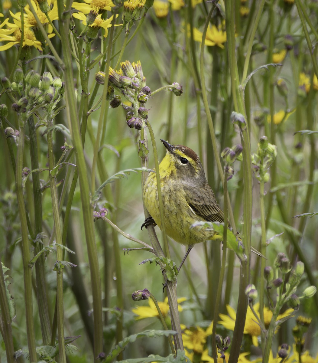 Palm Warbler - ML617673030