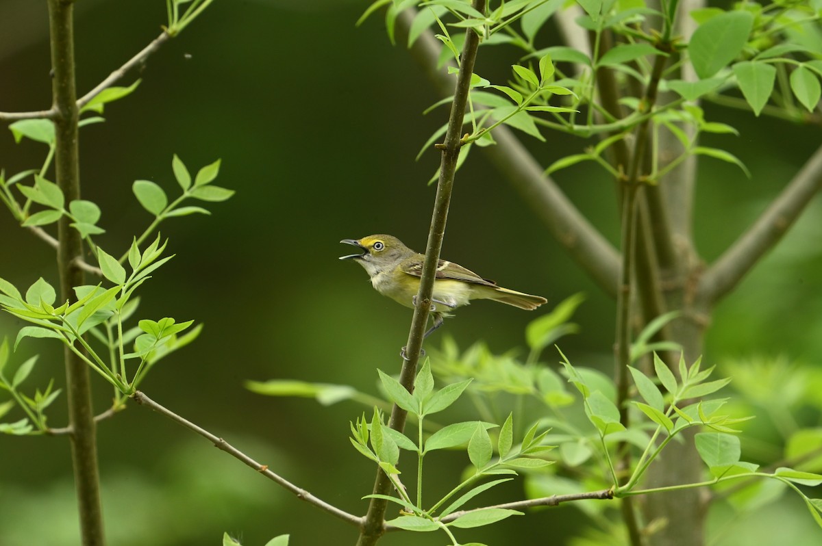 Ak Gözlü Vireo - ML617673039