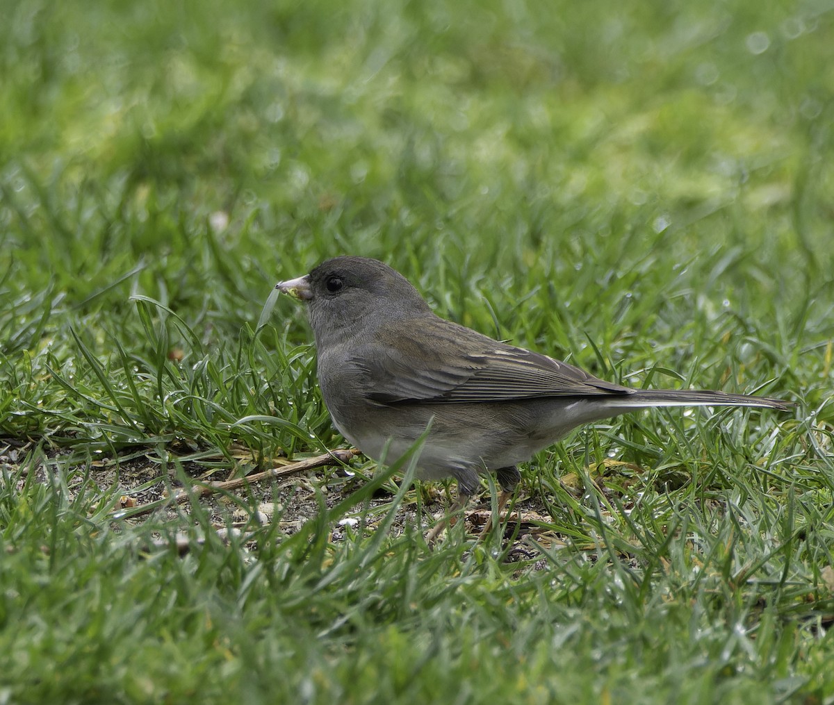 Junco Ojioscuro - ML617673040