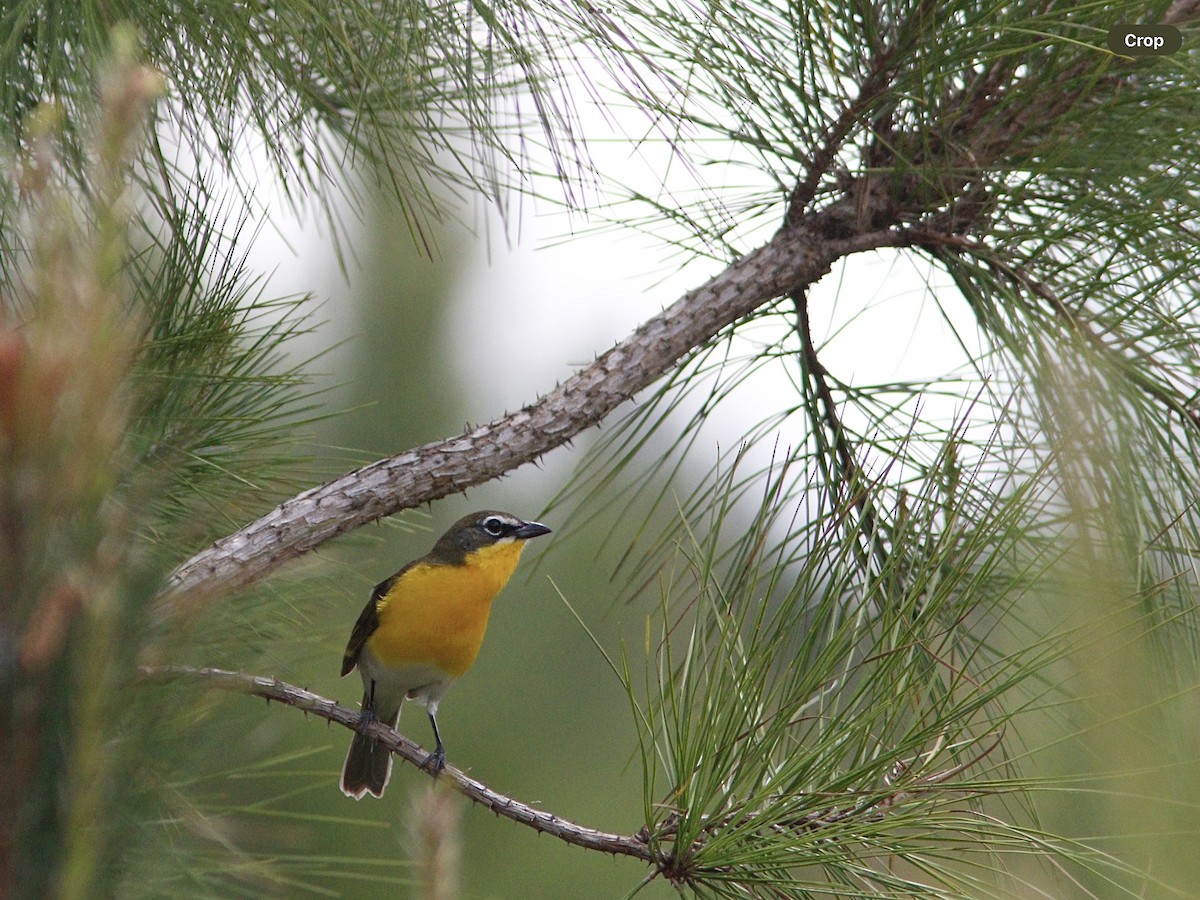 Yellow-breasted Chat - ML617673053