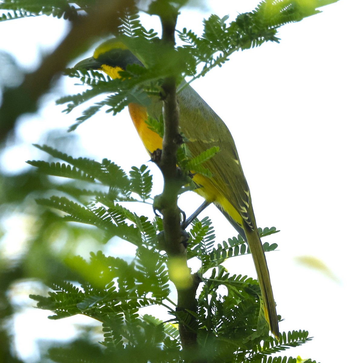 Sulphur-breasted Bushshrike - ML617673062