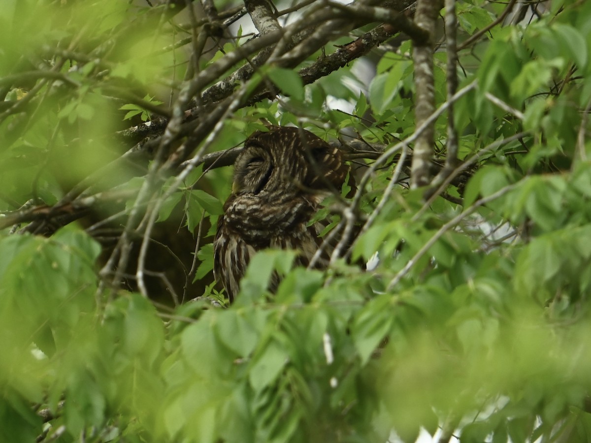 Barred Owl - ML617673080