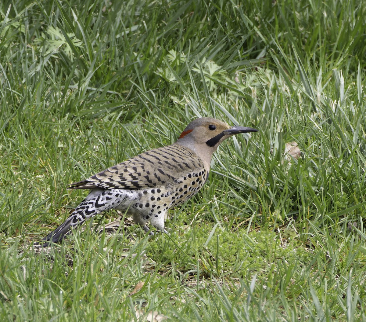 Northern Flicker - ML617673084