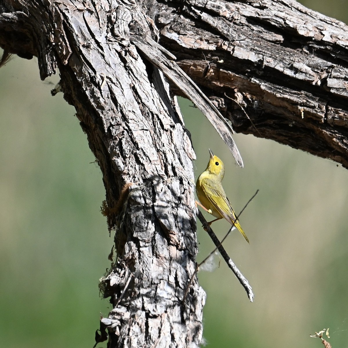 Yellow Warbler (Northern) - Ronnie Reed