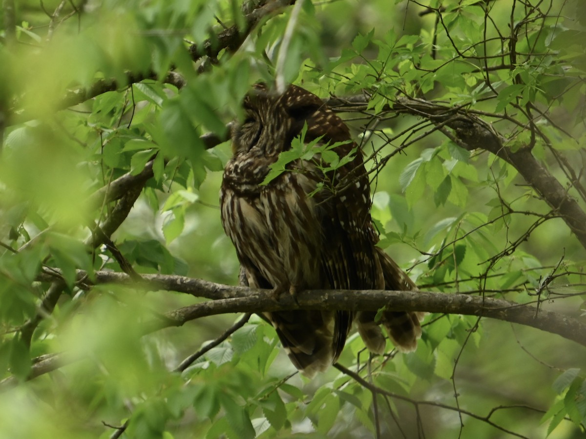 Barred Owl - ML617673106