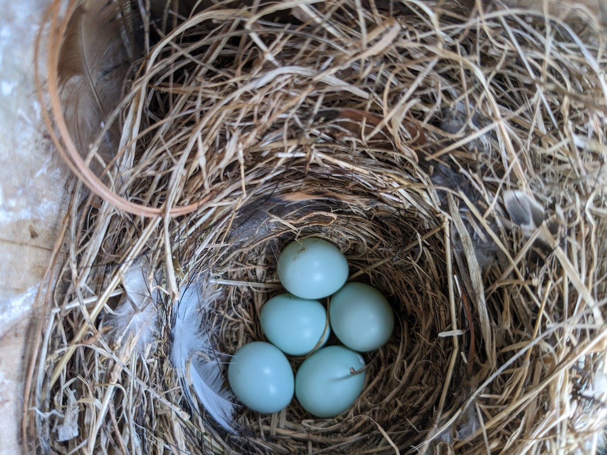 Eastern Bluebird - ML617673109