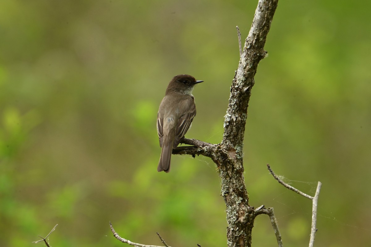 Eastern Phoebe - ML617673119