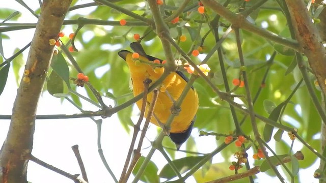 Golden-rumped Euphonia - ML617673134