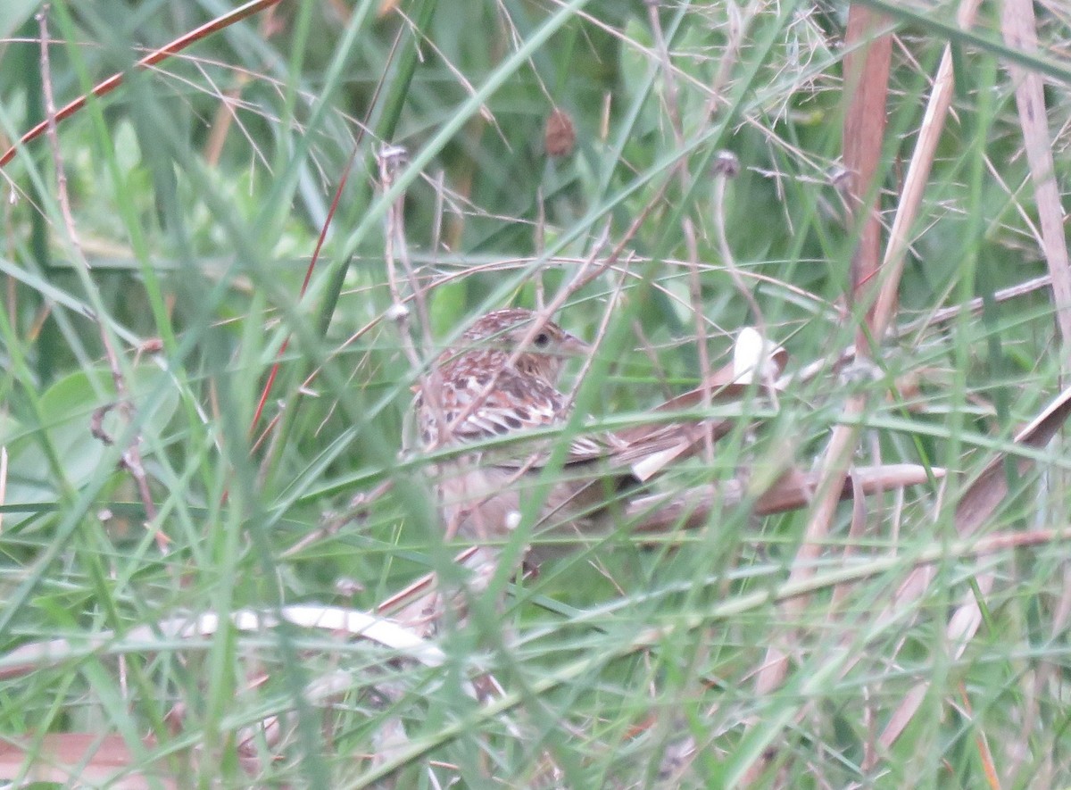 Grasshopper Sparrow - ML617673135