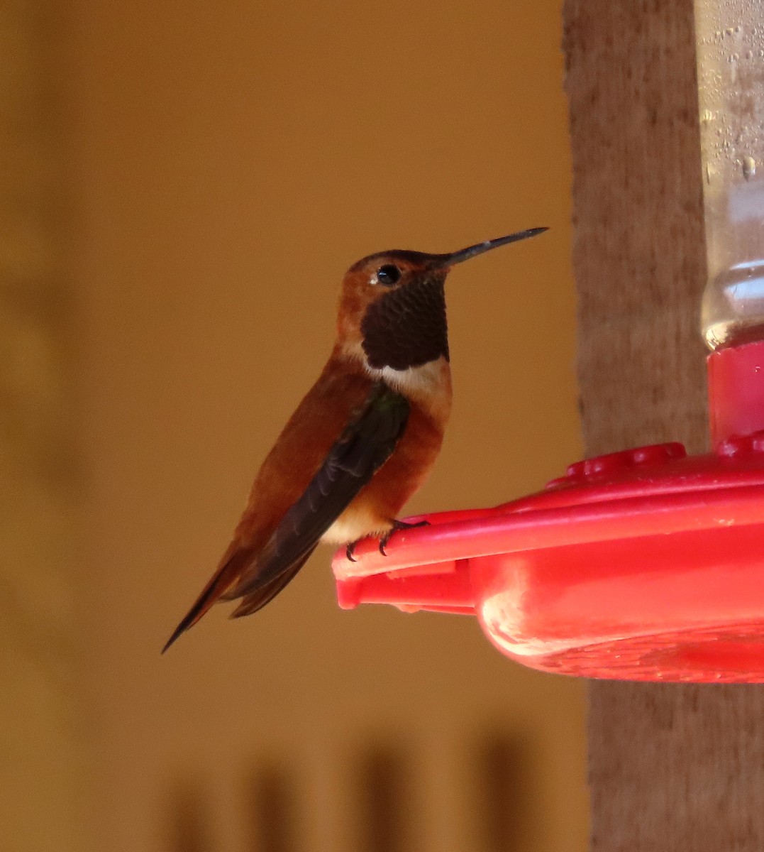 Rufous Hummingbird - Ruth Gravance