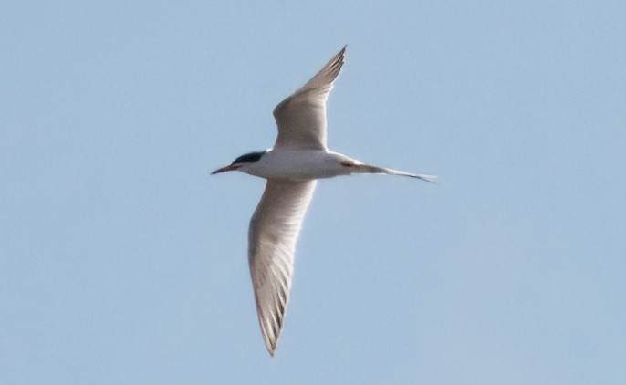 Forster's Tern - Corey S.