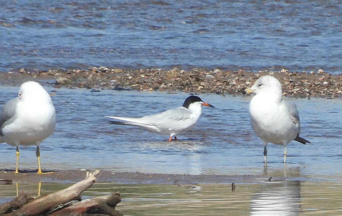 Forster's Tern - ML617673147