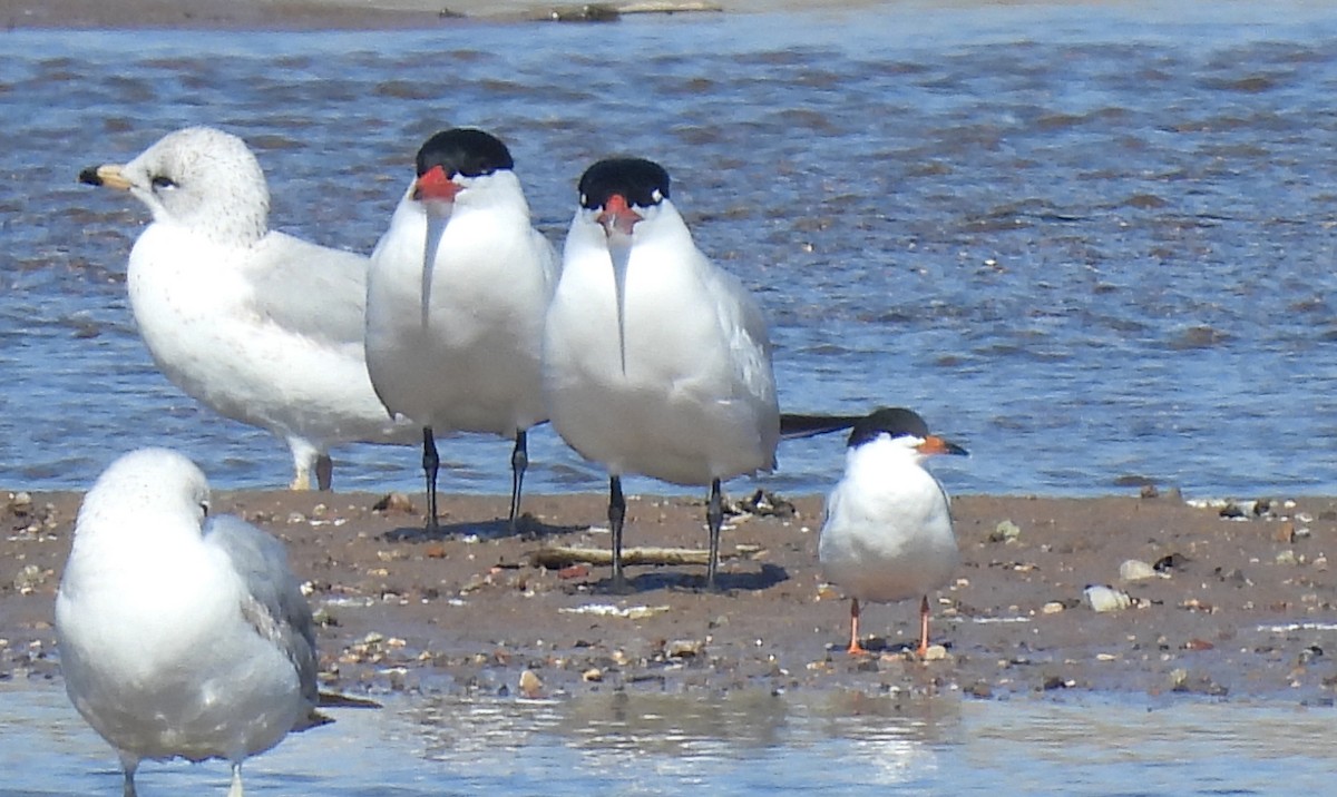 Forster's Tern - Corey S.