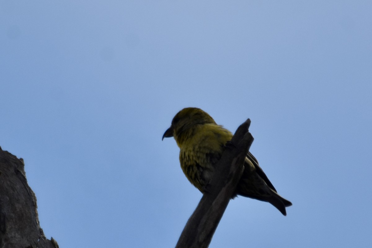 Red Crossbill - ML617673168