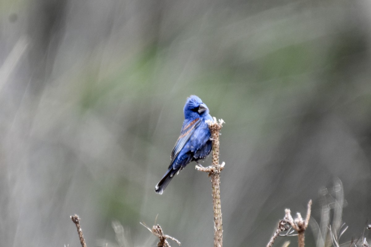 Blue Grosbeak - Jennifer Leitao