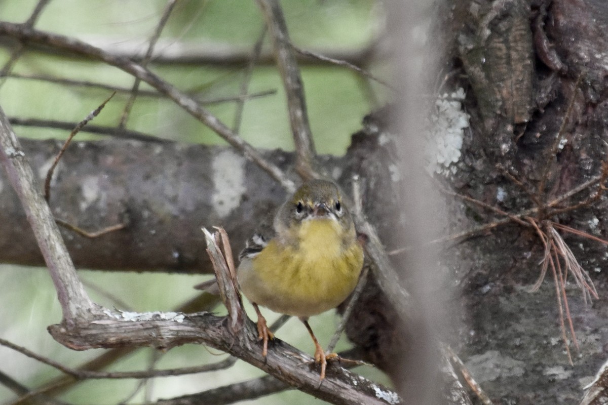 Pine Warbler - ML617673193