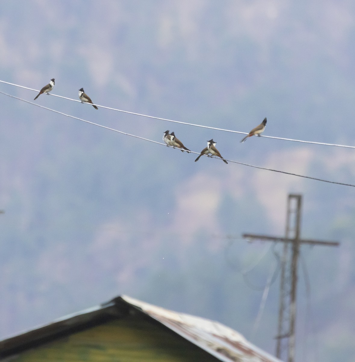 Red-whiskered Bulbul - ML617673205