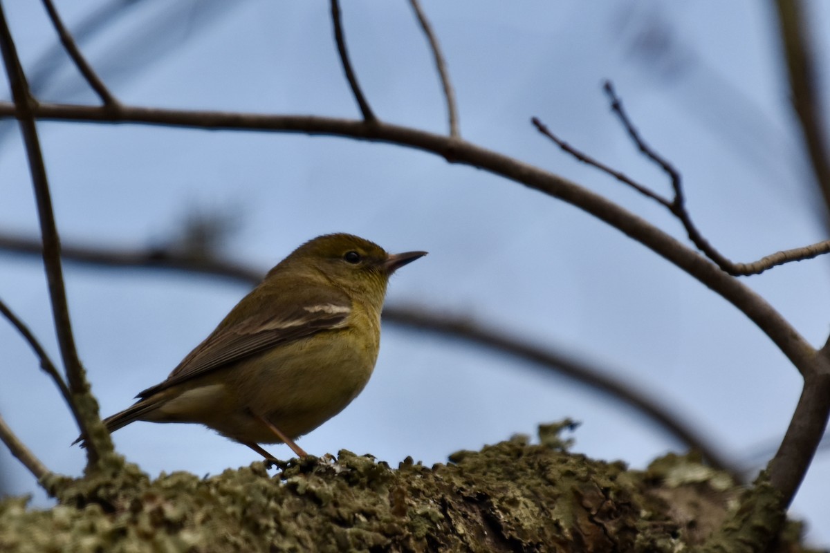 Palm Warbler - ML617673216