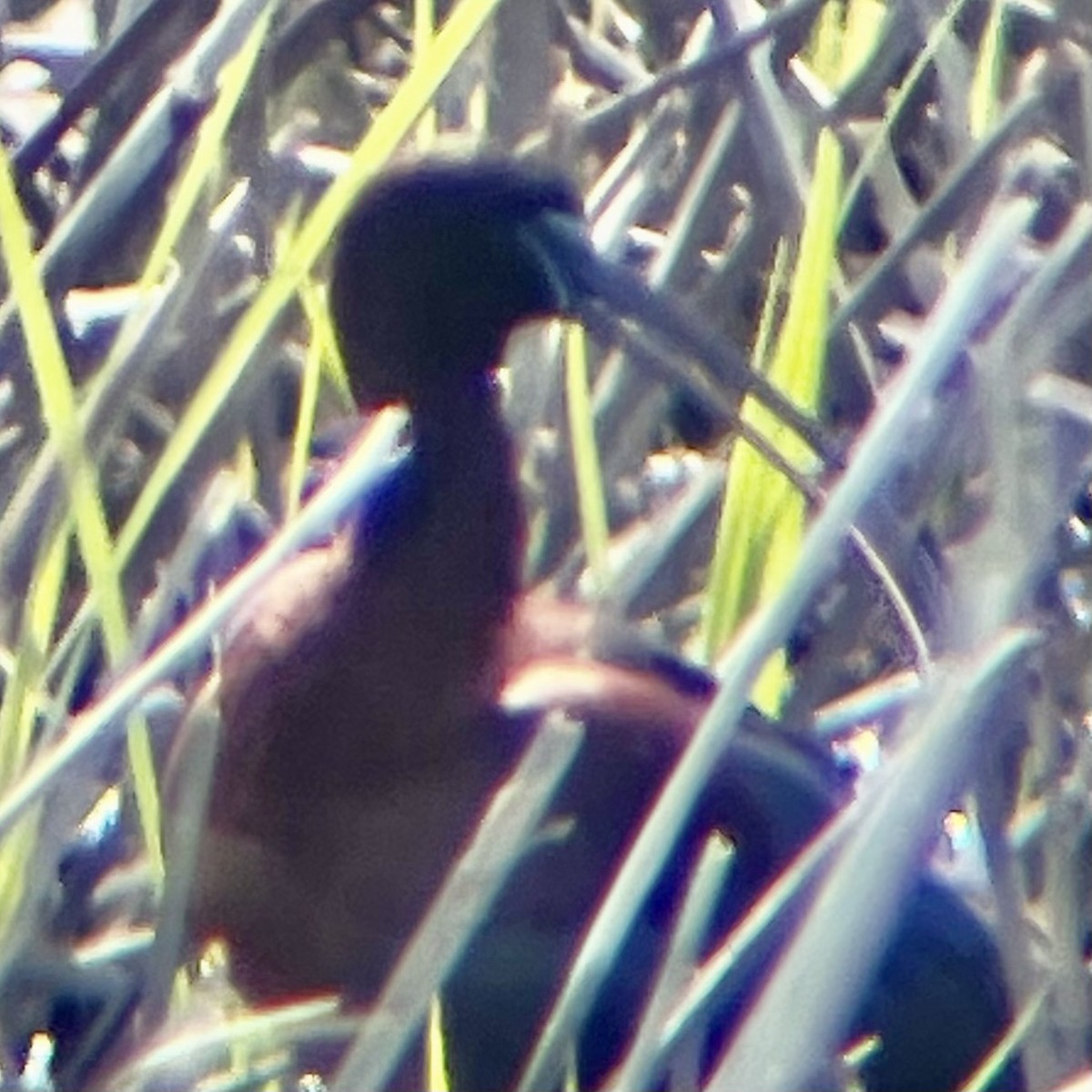 Glossy Ibis - ML617673228