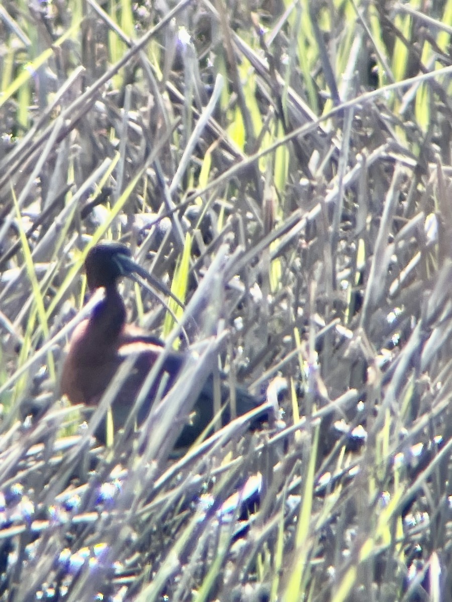 Glossy Ibis - ML617673229