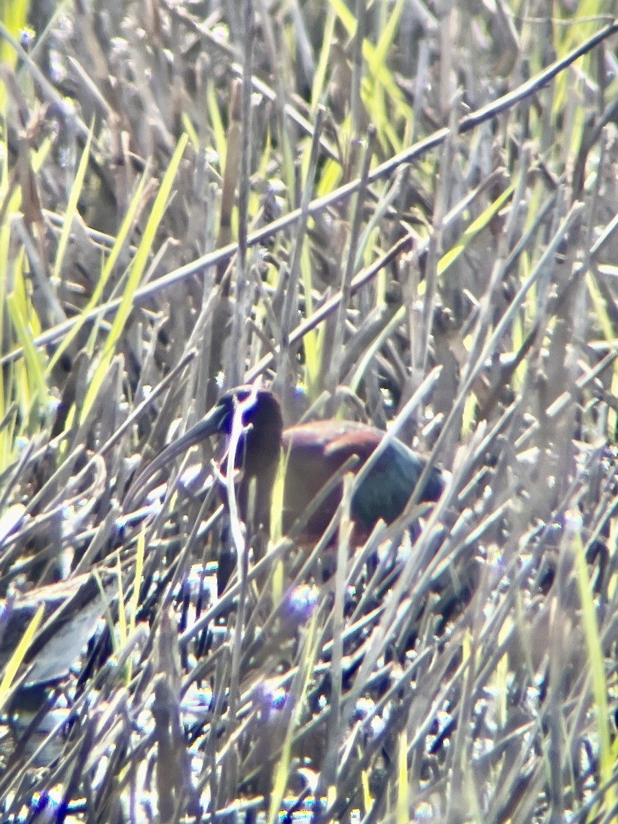 Glossy Ibis - Keaton Schneeflock