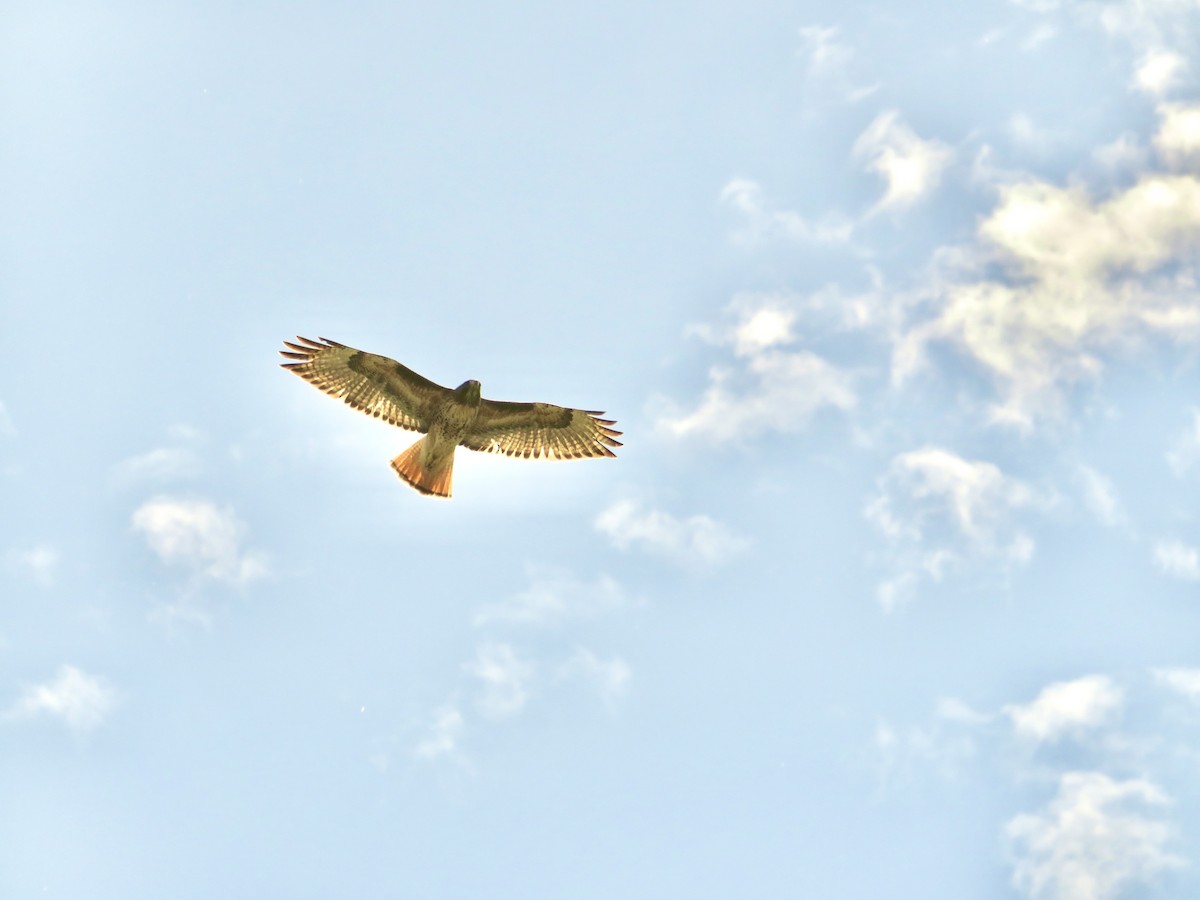 Red-tailed Hawk - ML617673237
