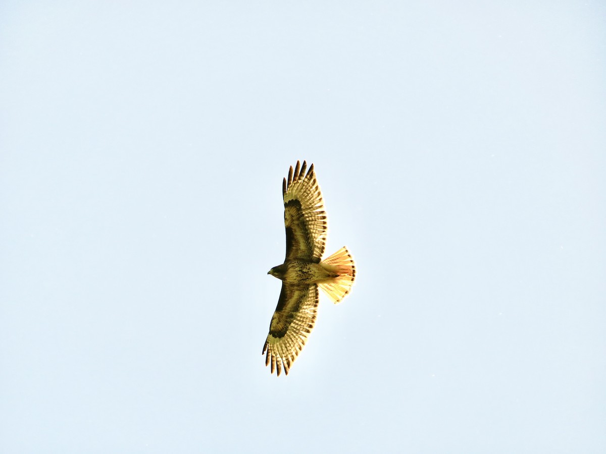 Red-tailed Hawk - ML617673238