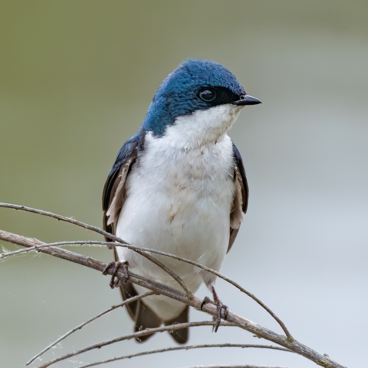Tree Swallow - ML617673248