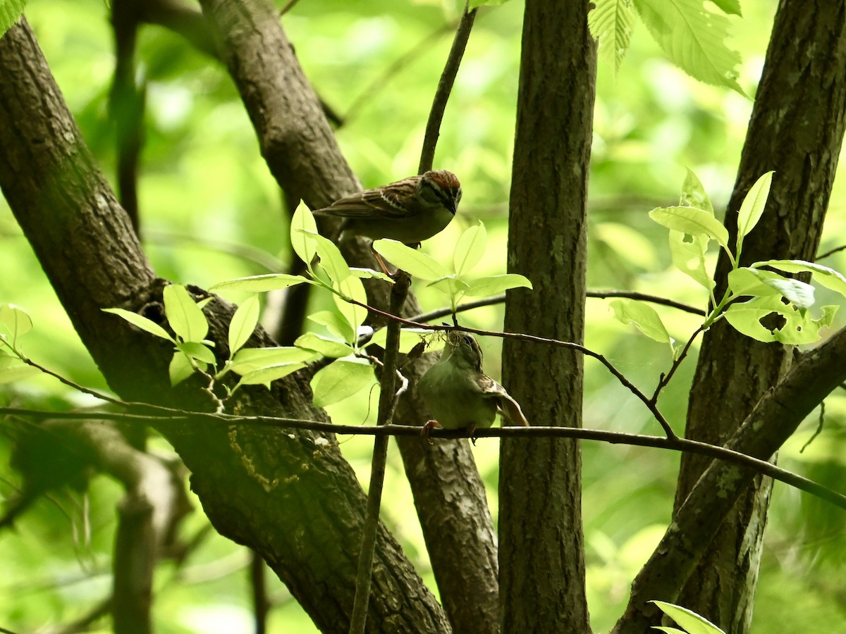 Chipping Sparrow - ML617673259