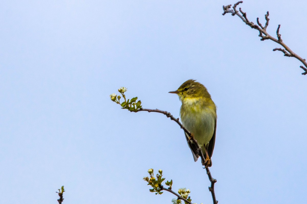 Willow Warbler - ML617673275