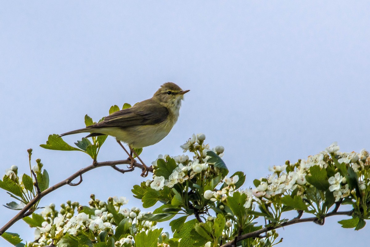 Willow Warbler - ML617673276