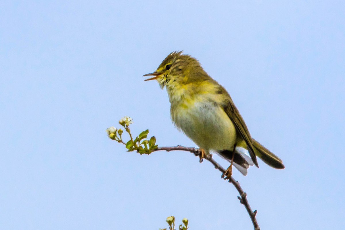 Willow Warbler - ML617673277