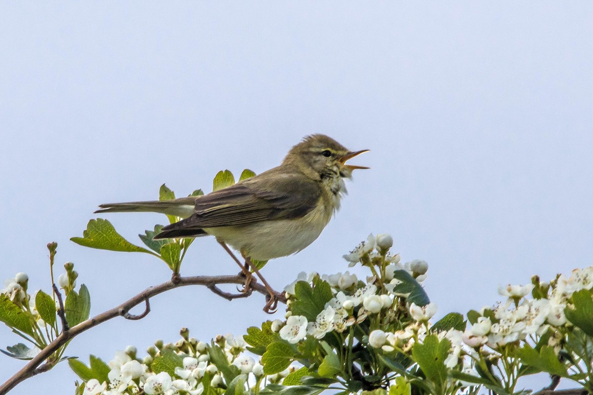 Willow Warbler - Michael Hooper