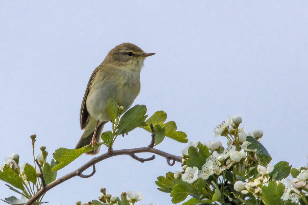 Willow Warbler - Michael Hooper