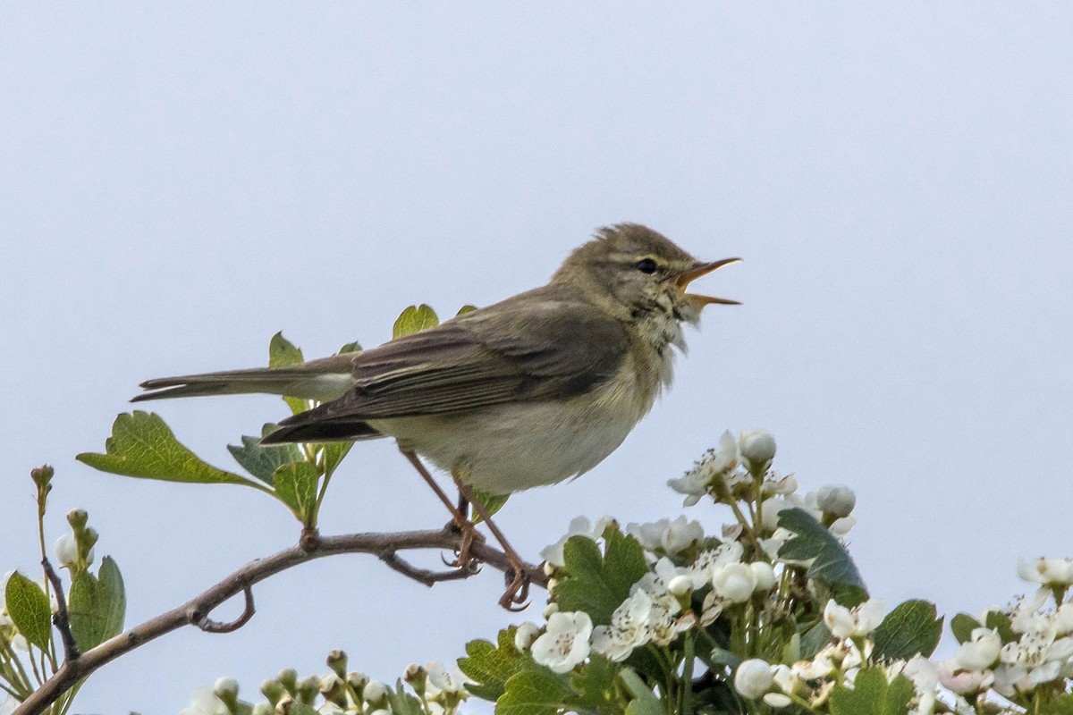 Willow Warbler - ML617673280